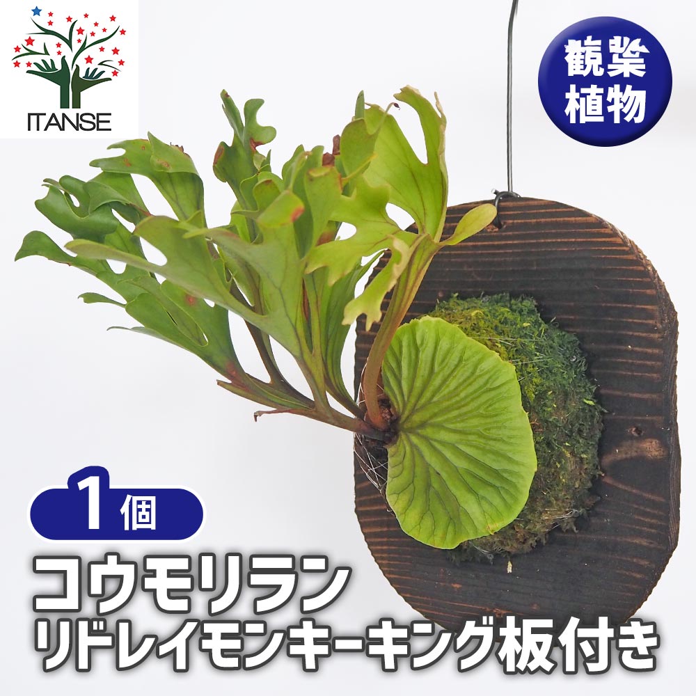 コウモリラン リドレイモンキーキング板付き 【観葉植物 ／1個