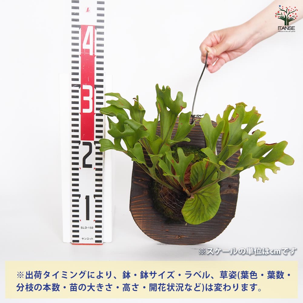 コウモリラン リドレイモンキーキング板付き 【観葉植物 ／1個売り