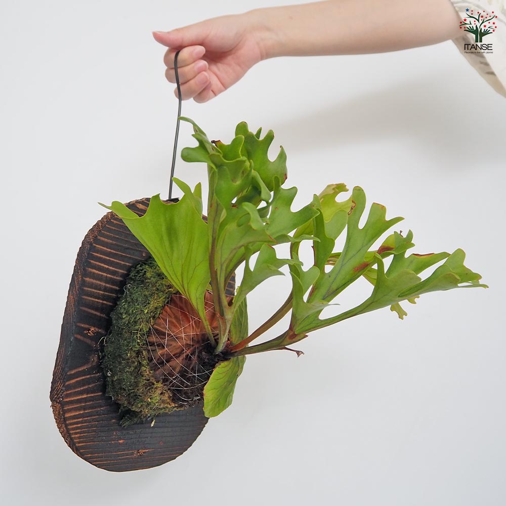 コウモリラン リドレイモンキーキング板付き 【観葉植物 ／1個