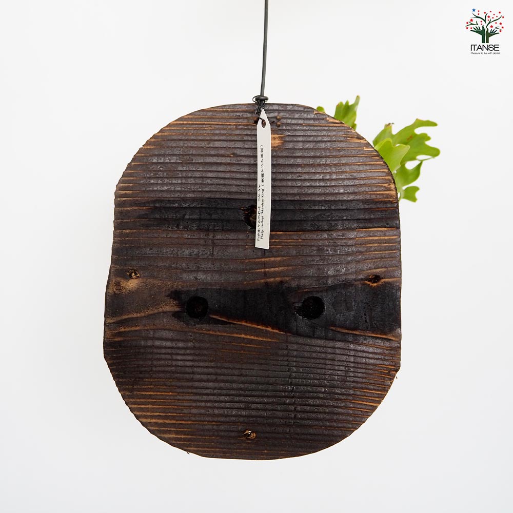 コウモリラン リドレイモンキーキング板付き 【観葉植物 ／1個