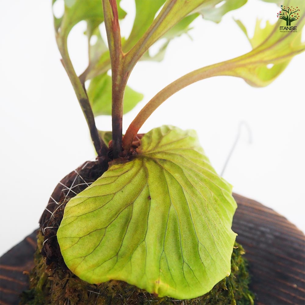 お買い得！！コウモリラン【P.ridleyi 'Monkey King'】板付け コウモリラン リドレイモンキーキング板付き 【観葉植物 ／1個