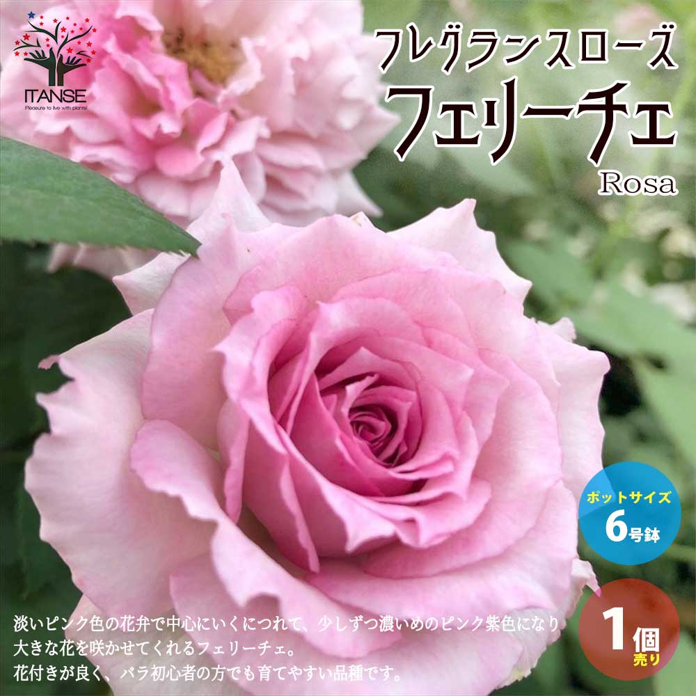 フレグランスローズ・フェリーチェ 【花苗 6号鉢 バラ大苗 2年生 国産接ぎ木/1個売り】