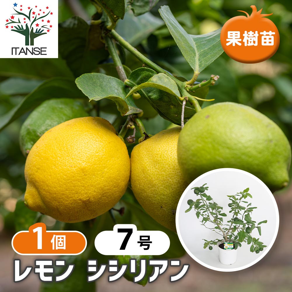 レモンの苗木 シシリアン 【果樹の苗木 7号／1個売り】｜ 【植物の