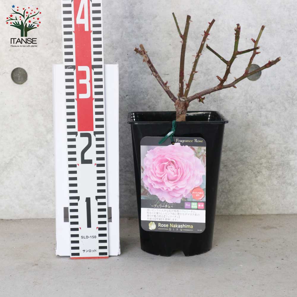 フレグランスローズ・フェリーチェ 【花苗 6号鉢 バラ大苗 2年生 国産接ぎ木/1個売り】