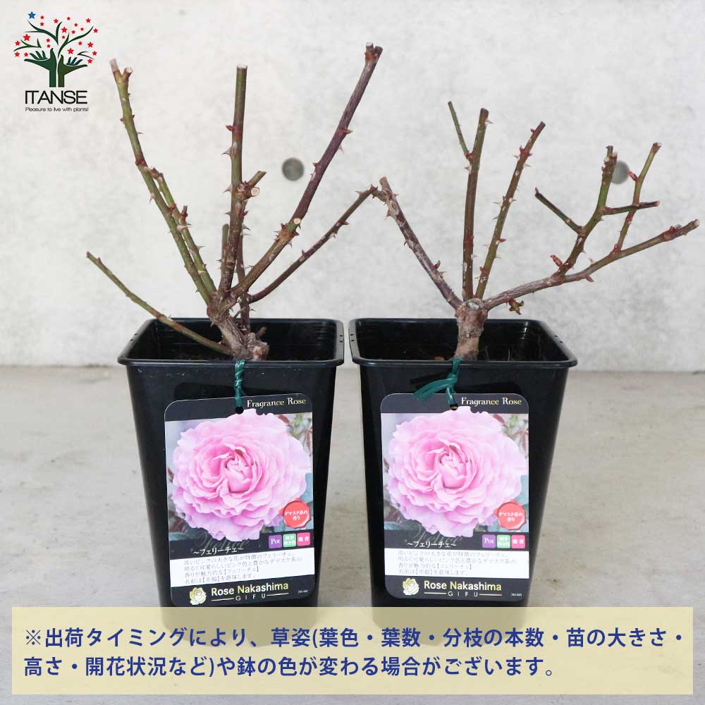 フレグランスローズ・フェリーチェ 【花苗 6号鉢 バラ大苗 2年生 国産接ぎ木/1個売り】