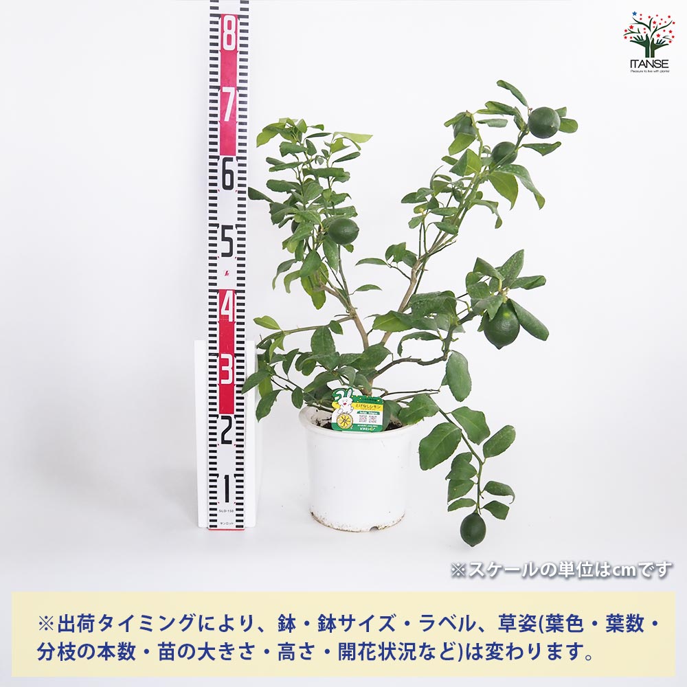 レモンの苗木 シシリアン 【果樹の苗木 7号／1個売り】