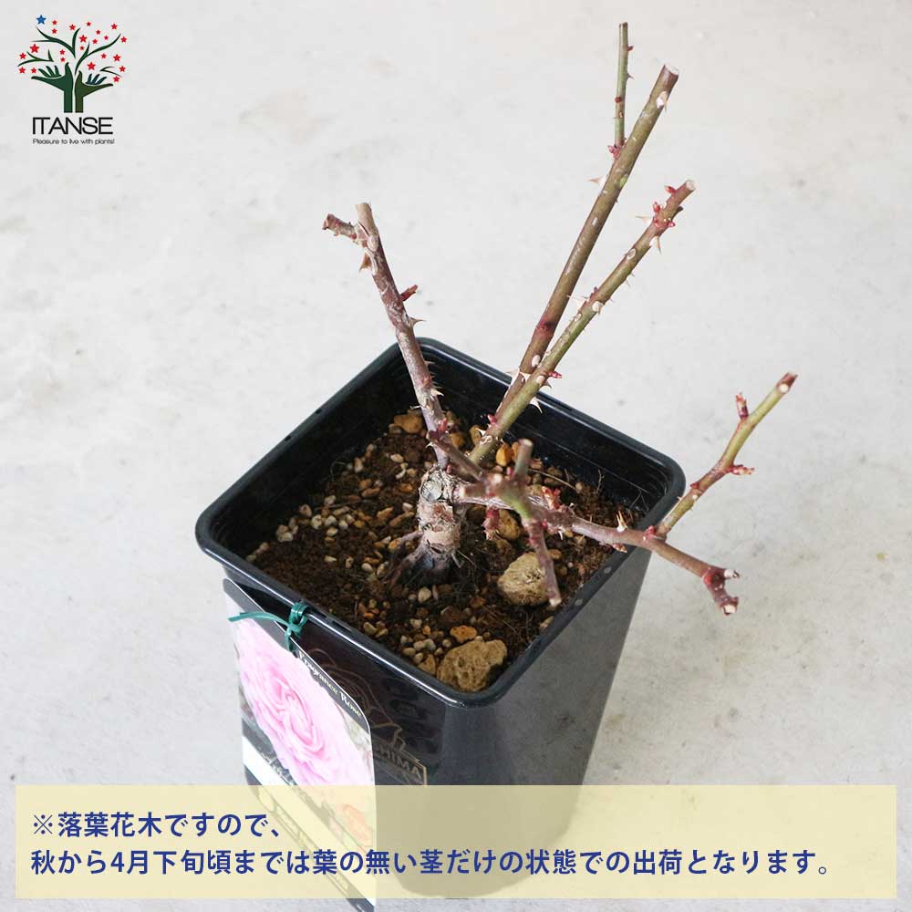 フレグランスローズ・フェリーチェ 【花苗 6号鉢 バラ大苗 2年生 国産接ぎ木/1個売り】