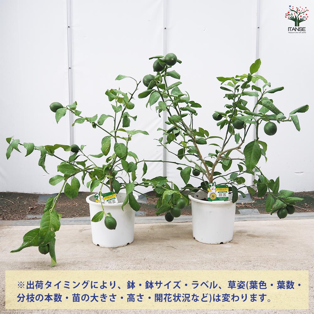 レモンの苗木 シシリアン 【果樹の苗木 7号／1個売り】