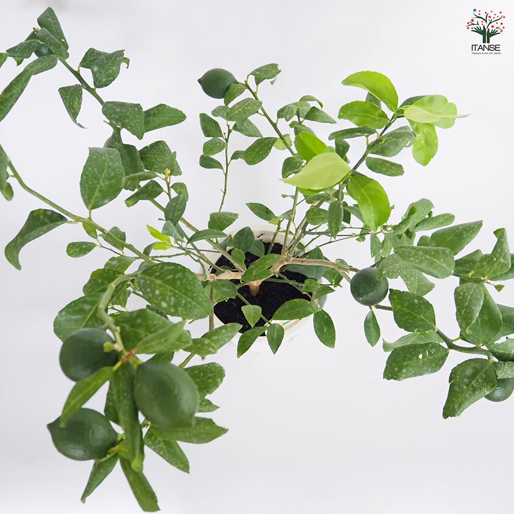 レモンの苗木 シシリアン 【果樹の苗木 7号／1個売り】