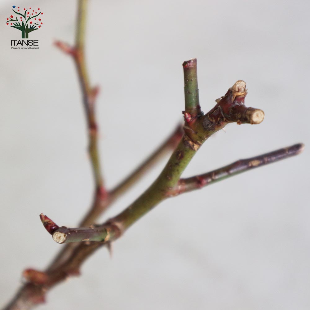 フレグランスローズ・フェリーチェ 【花苗 6号鉢 バラ大苗 2年生 国産接ぎ木/1個売り】