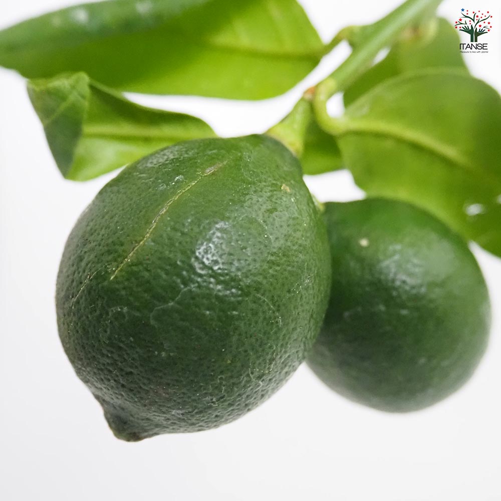 レモンの苗木 シシリアン 【果樹の苗木 7号／1個売り】