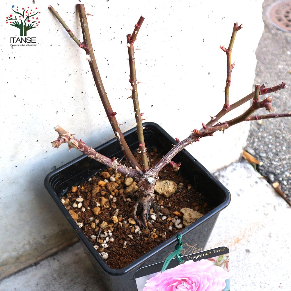 フレグランスローズ・フェリーチェ 【花苗 6号鉢 バラ大苗 2年生 国産接ぎ木/1個売り】