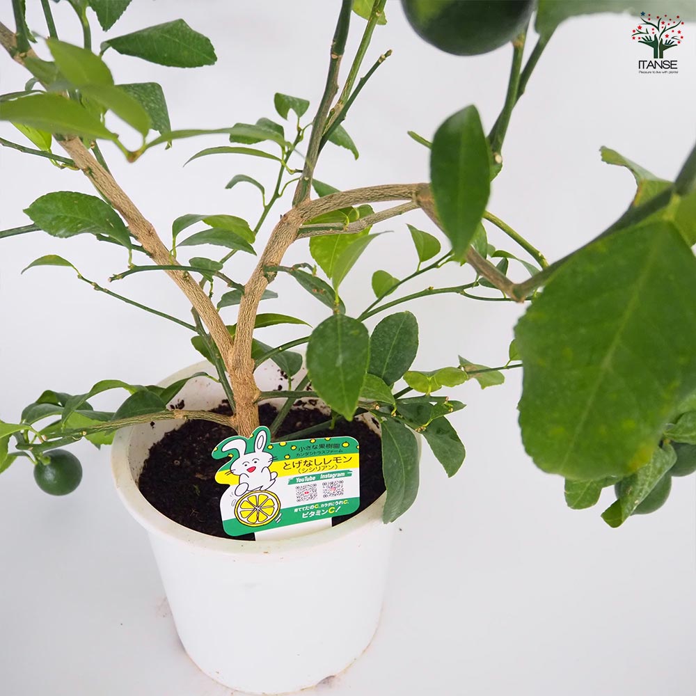 レモンの苗木 シシリアン 【果樹の苗木 7号／1個売り】