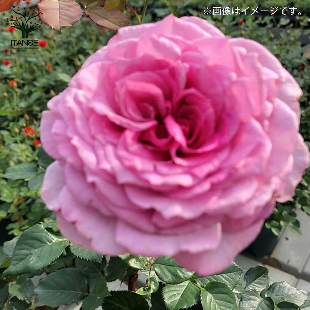フレグランスローズ・フェリーチェ 【花苗 6号鉢 バラ大苗 2年生 国産接ぎ木/1個売り】