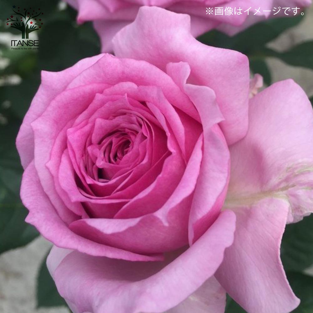フレグランスローズ・フェリーチェ 【花苗 6号鉢 バラ大苗 2年生 国産接ぎ木/1個売り】