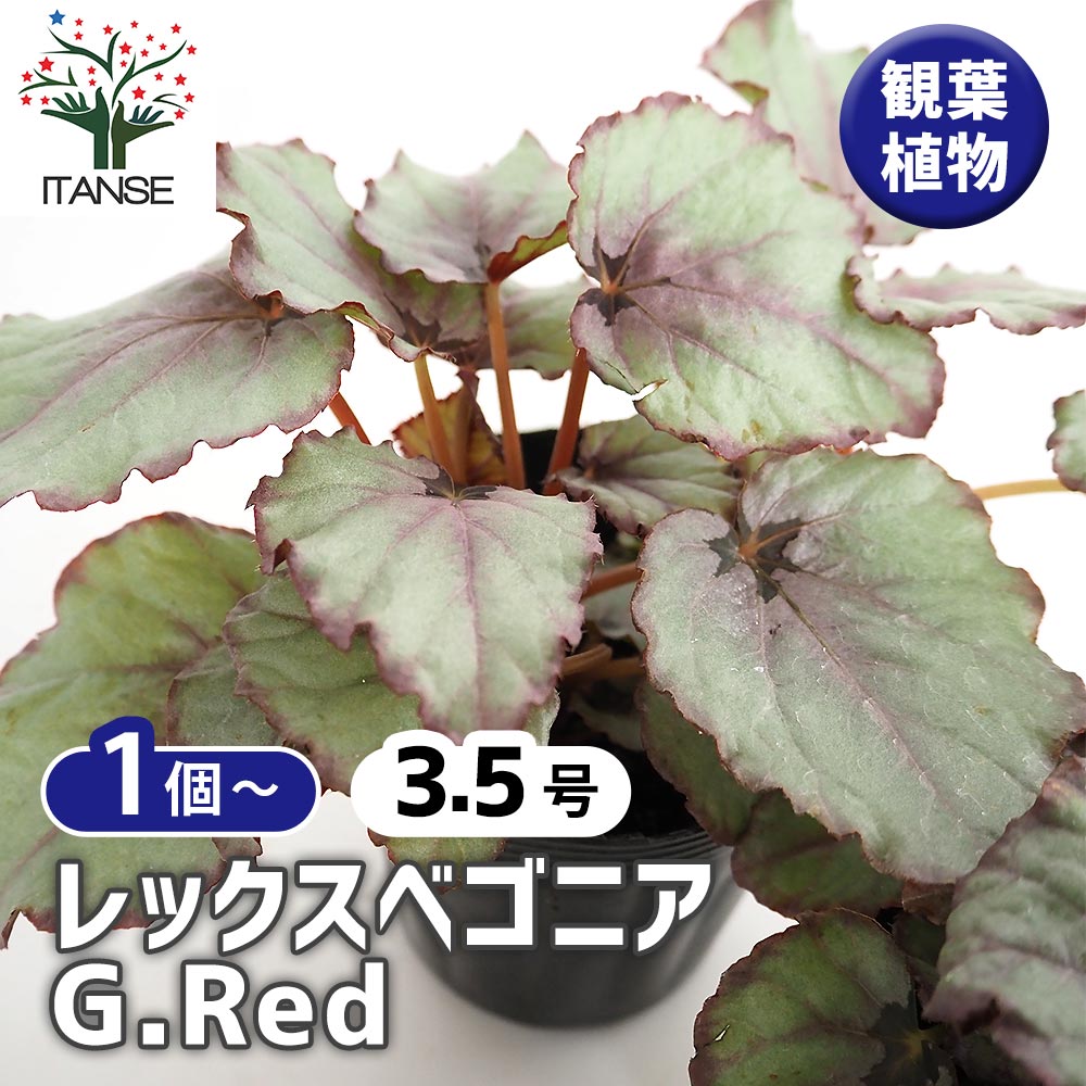 レックスベゴニア G.Red 【観葉植物 3.5号】