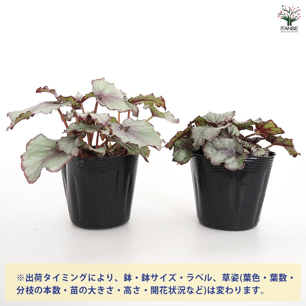 レックスベゴニア G.Red 【観葉植物 3.5号】｜ 【植物のITANSE