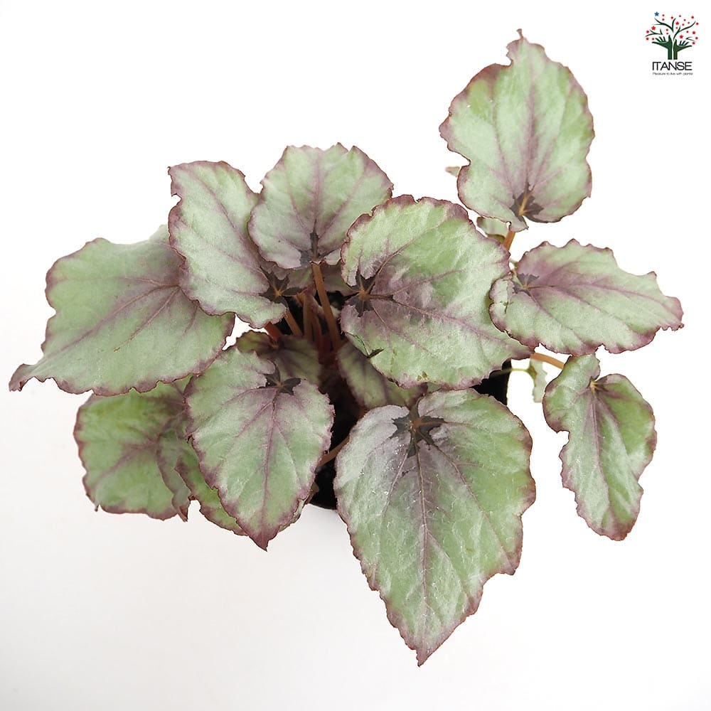 レックスベゴニア G.Red 【観葉植物 3.5号】