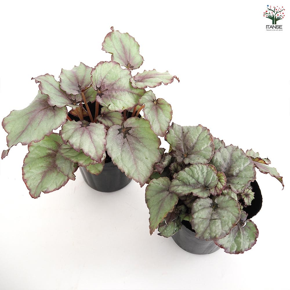 値下げ可能)ベゴニア　ルージュ　バリエガータベゴニア 観葉植物 大きな葉 値下げ可能)ベゴニア ルージュ バリエガータベゴニア 観葉植物 大きな