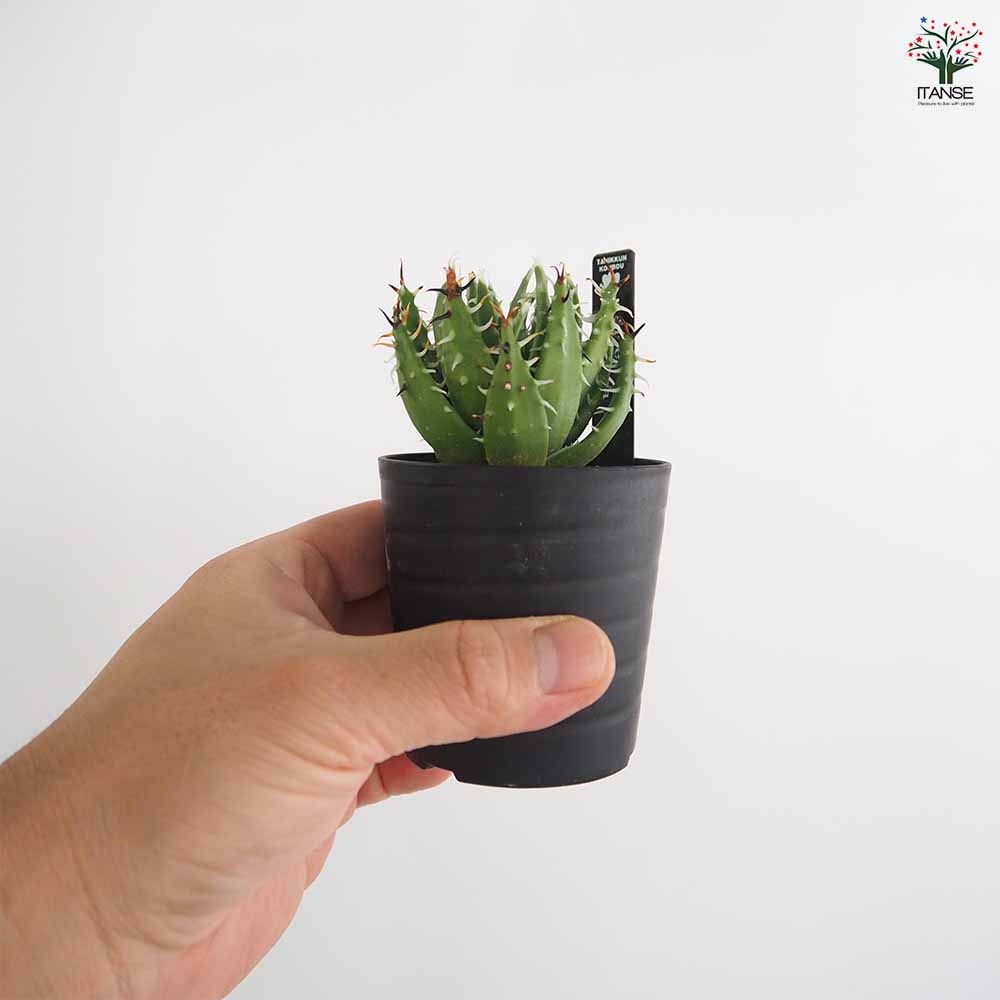 アロエ エリナケア 【多肉植物 2.5号／1個売り】｜ 【植物の