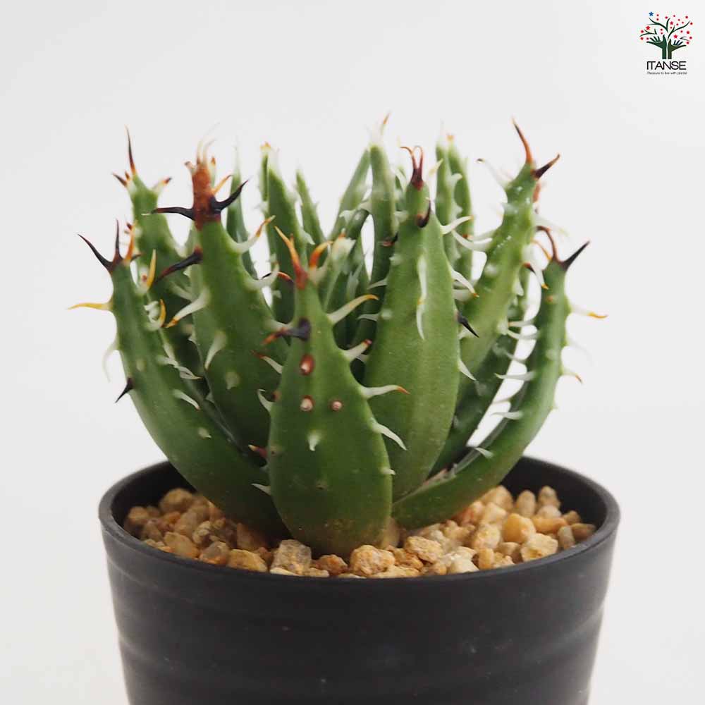 アロエ エリナケア 【多肉植物 2.5号／1個売り】｜ 【植物の