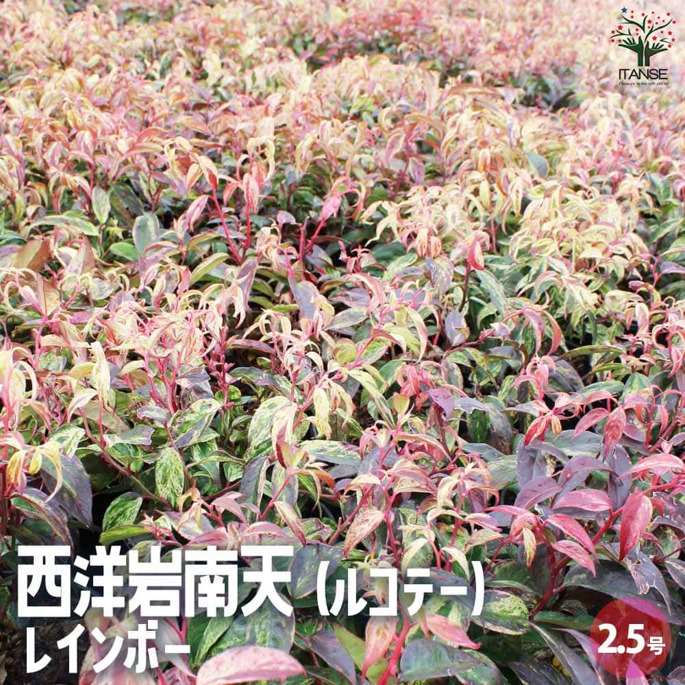 西洋岩南天 レインボー 【花木苗 2.5号】｜ 【植物のITANSE