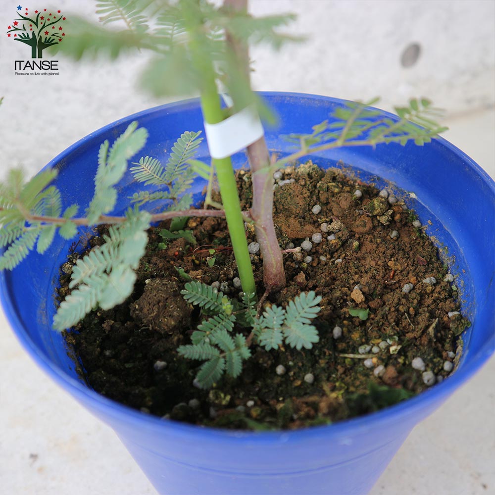 花芽付き♡ミモザアカシア　プルプレア　鉢植え　苗　苗木　職業　庭木 鉢植えミモザアカシア プルプレア 紫葉 約2m 現品発送 一点物
