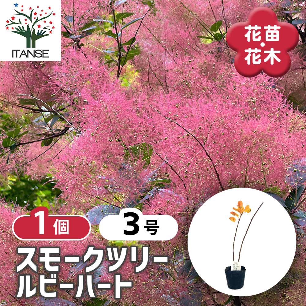 スモークツリー ルビーハート 【花木苗 3号】｜ 【植物のITANSE