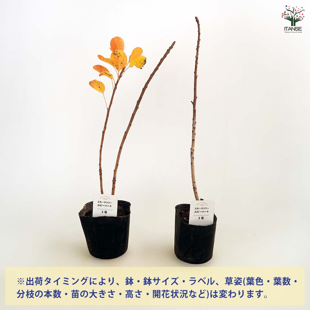 スモークツリー ルビーハート 【花木苗 3号】｜ 【植物のITANSE