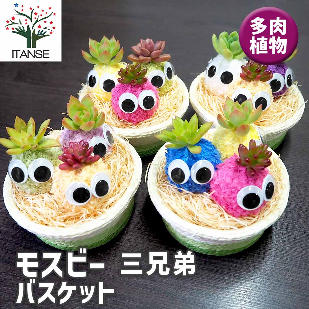 多肉寄せ植え モスビー 三兄弟 バスケット 【多肉植物 】｜ 【植物の