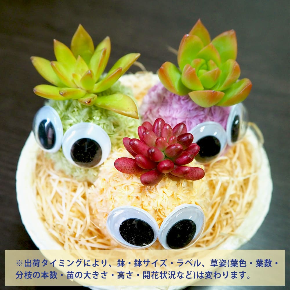 多肉寄せ植え モスビー 三兄弟 バスケット 【多肉植物 】｜ 【植物の