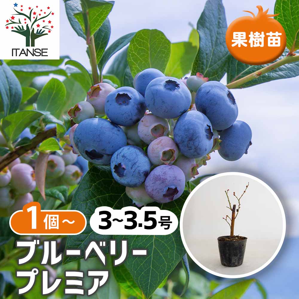 ブルーベリー プレミア 【果樹の苗 3.5号】｜ 【植物のITANSE
