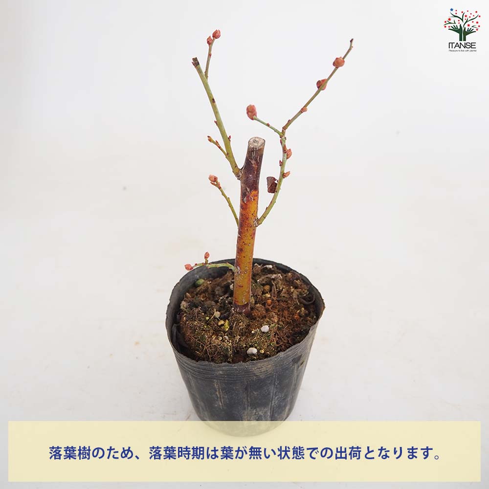 ブルーベリー プレミア 【果樹の苗 3.5号】｜ 【植物のITANSE