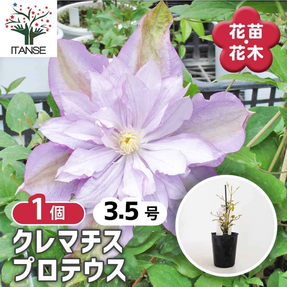 クレマチス苗　希少　プロペルティウス　花苗　ガーデニング　激レア クレマチス プロテウス 【花苗 3.5号／1個売り】｜ 【植物の