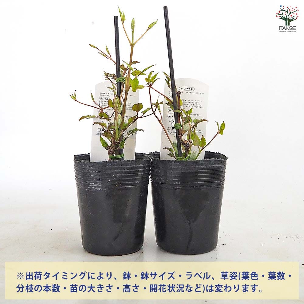 クレマチス プロテウス 【花苗 3.5号／1個売り】｜ 【植物の