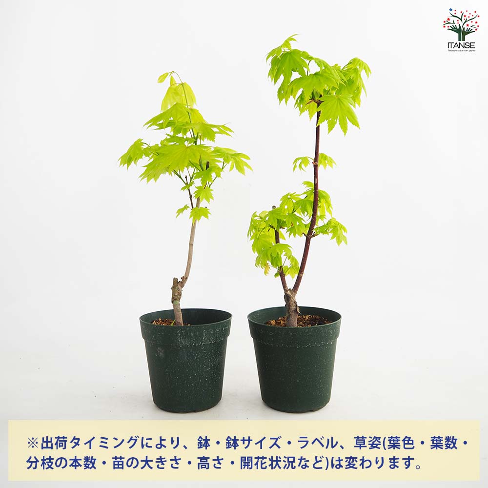 モミジ(カエデ)の苗木 黄金イタヤ 【庭木 5号／1個売り】｜ 【植物の