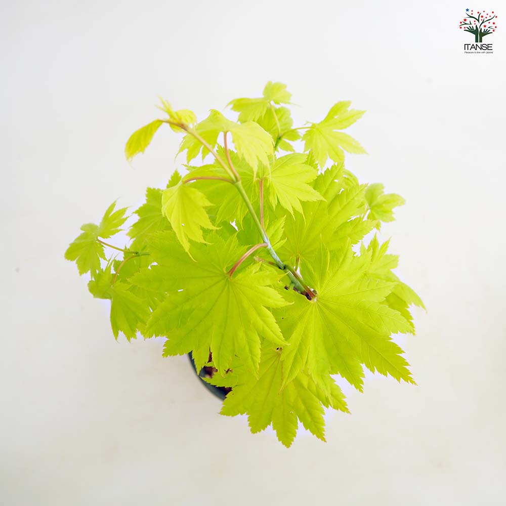 モミジ(カエデ)の苗木 黄金イタヤ 【庭木 5号／1個売り】｜ 【植物の