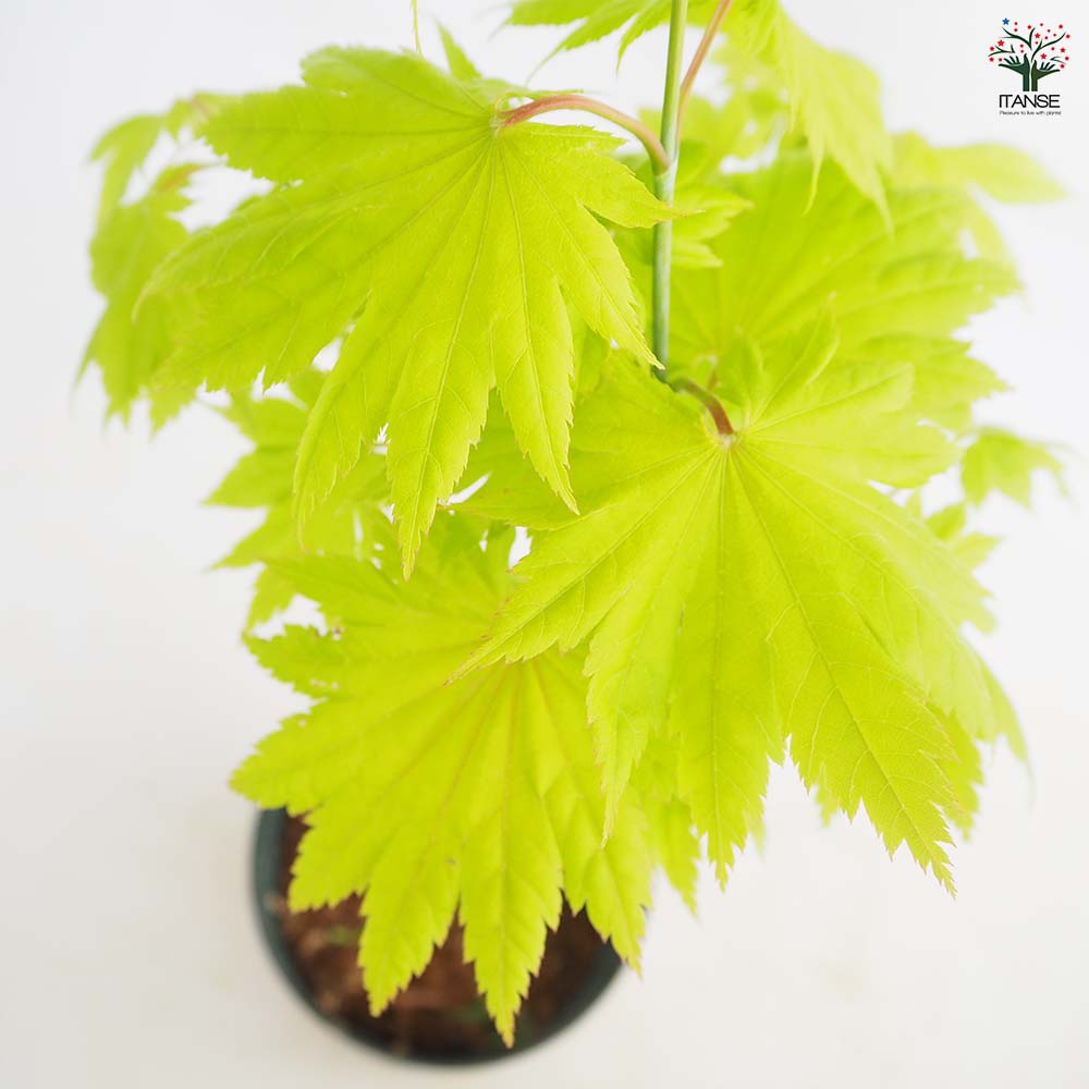 モミジ(カエデ)の苗木 黄金イタヤ 【庭木 5号／1個売り】｜ 【植物の