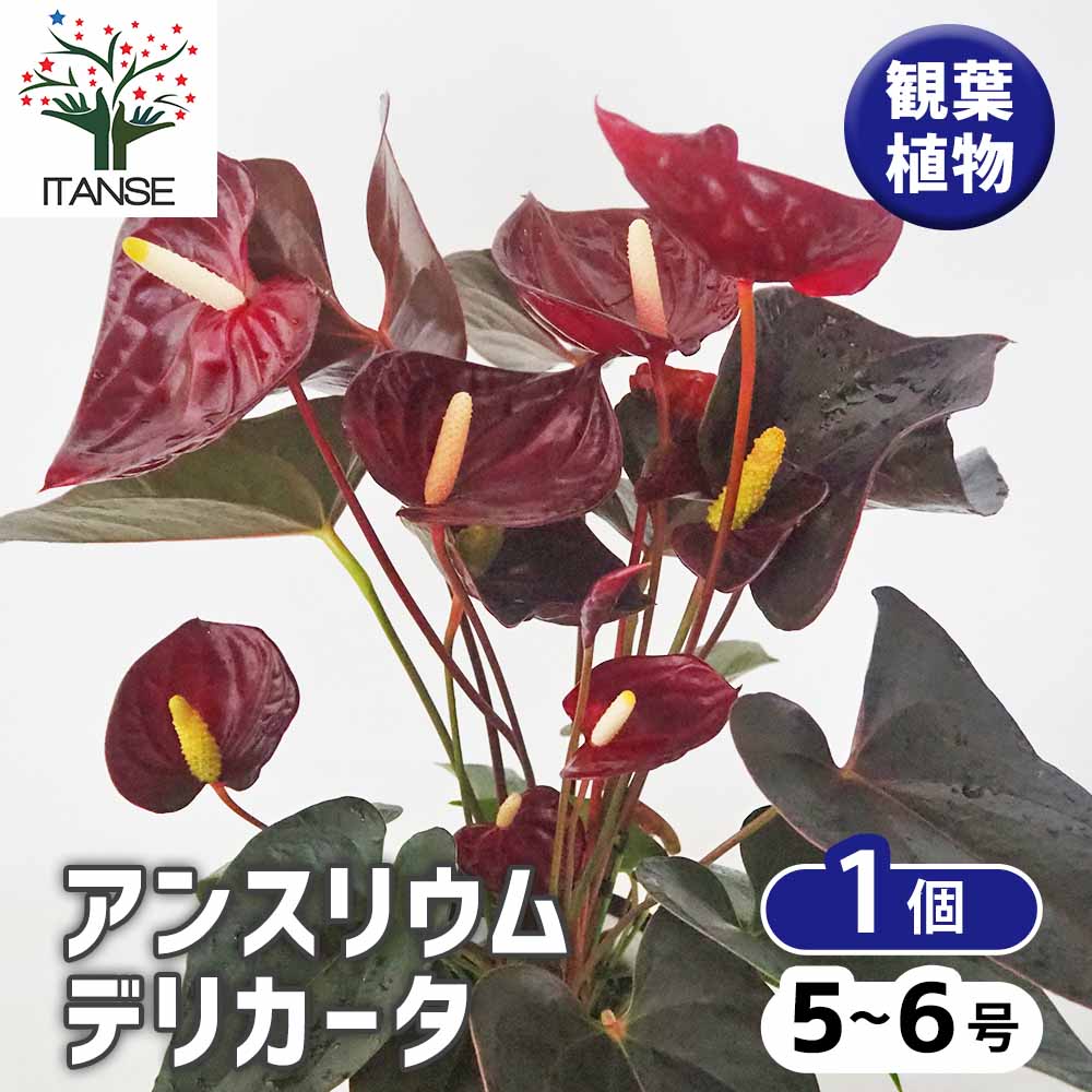 アンスリウム デリカータ 【観葉植物 5号／1個売り】｜ 【植物の