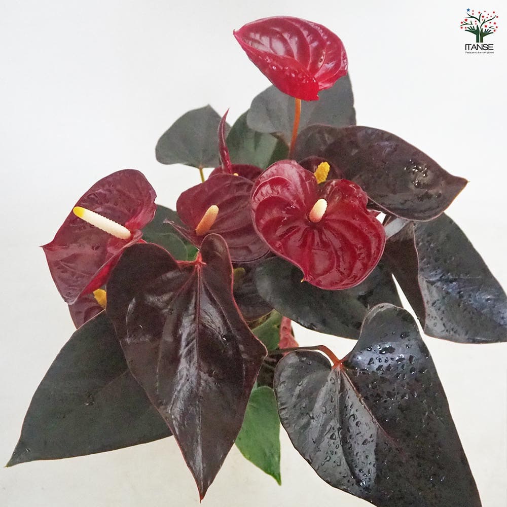 アンスリウム デリカータ 【観葉植物 5号／1個売り】｜ 【植物の