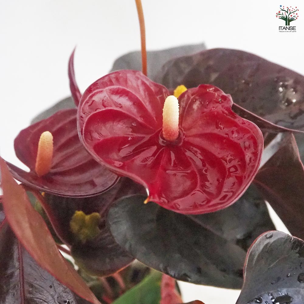 アンスリウム デリカータ 【観葉植物 5号／1個売り】｜ 【植物の