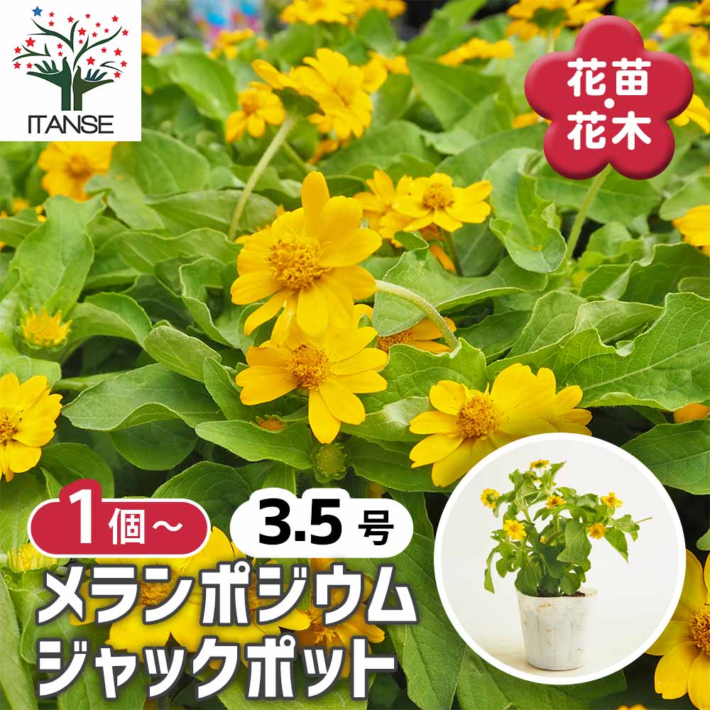 メランポジウム ジャックポット 【花苗 3.5号】｜ 【植物の