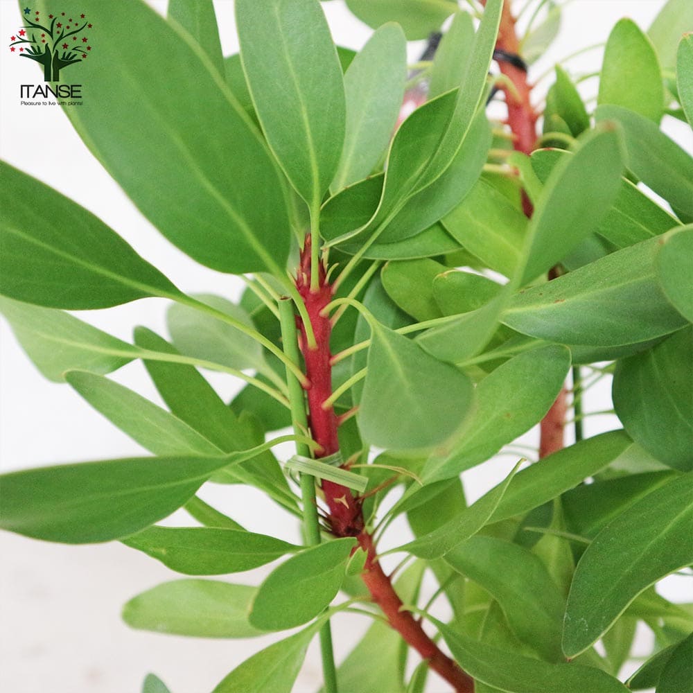 キングプロテア リトルプリンス【花苗 6号鉢大苗／1個売り】｜ 【植物