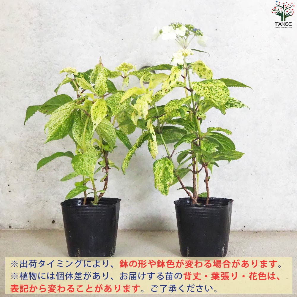 山アジサイの苗 品種：エゾチリフ【花苗 3号ポット／1個売り