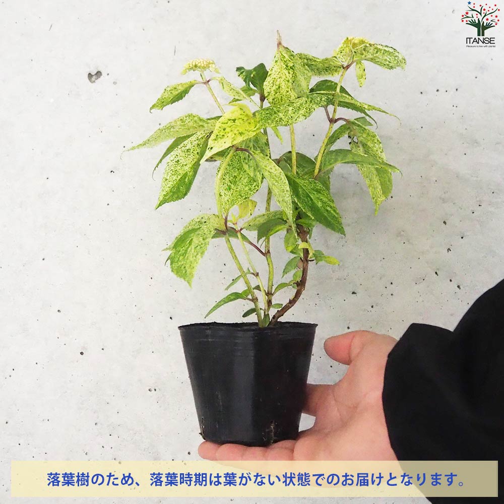 山アジサイの苗 品種：エゾチリフ【花苗 3号ポット／1個売り