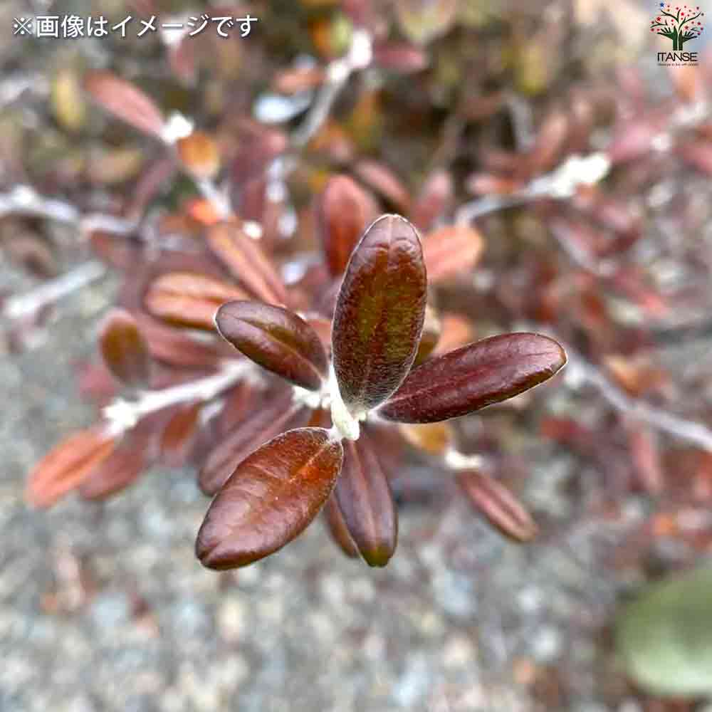 コロキア フロステッドチョコレート 【庭木 3号ポット】｜ 【植物の