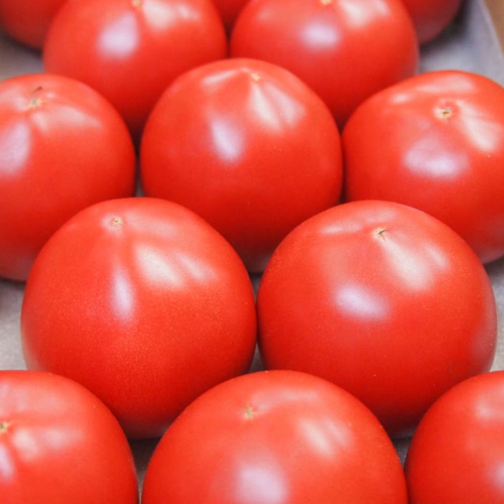 フルーツトマト(中玉)の苗2個~【9cmポット自根苗】