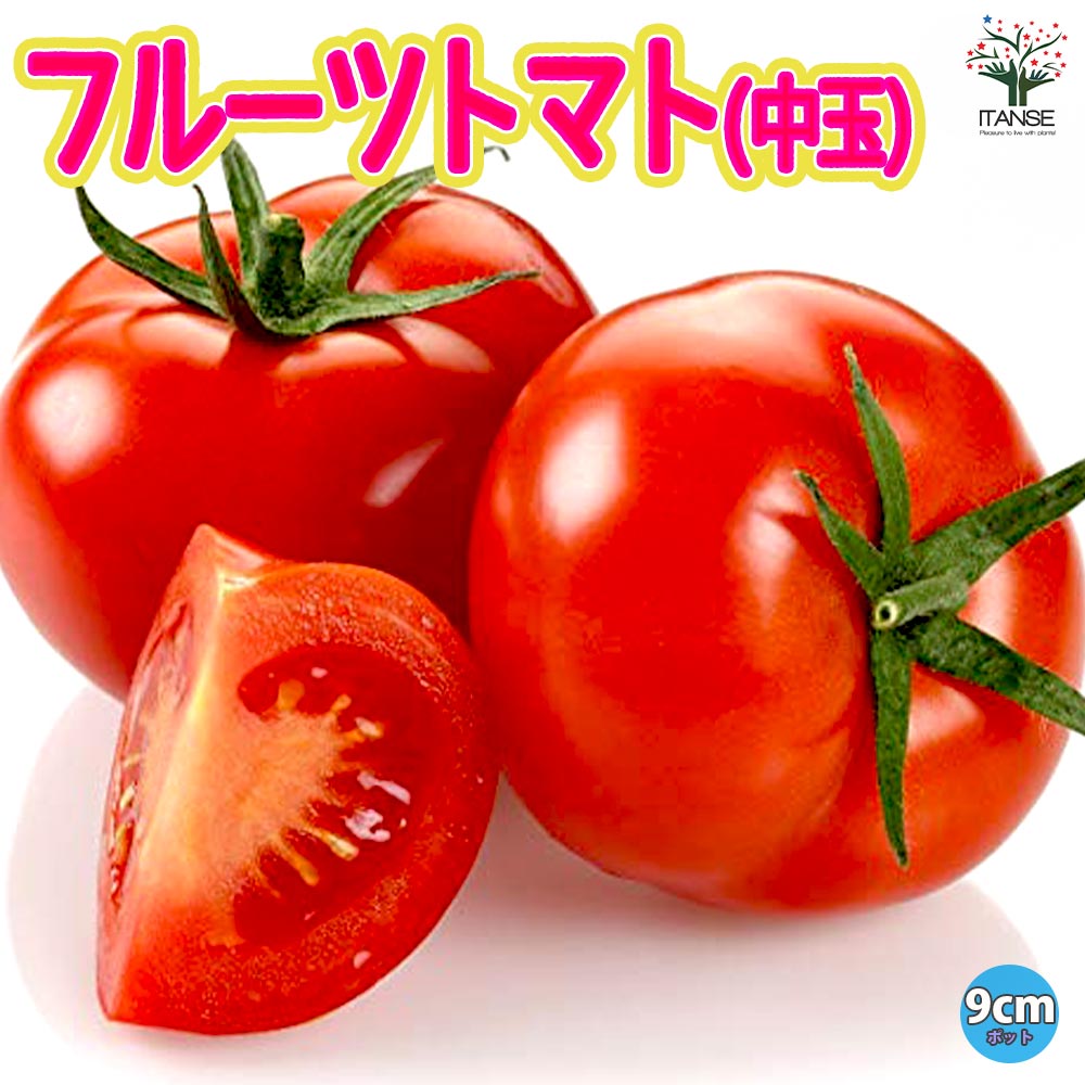 フルーツトマト(中玉)の苗2個~【9cmポット自根苗】