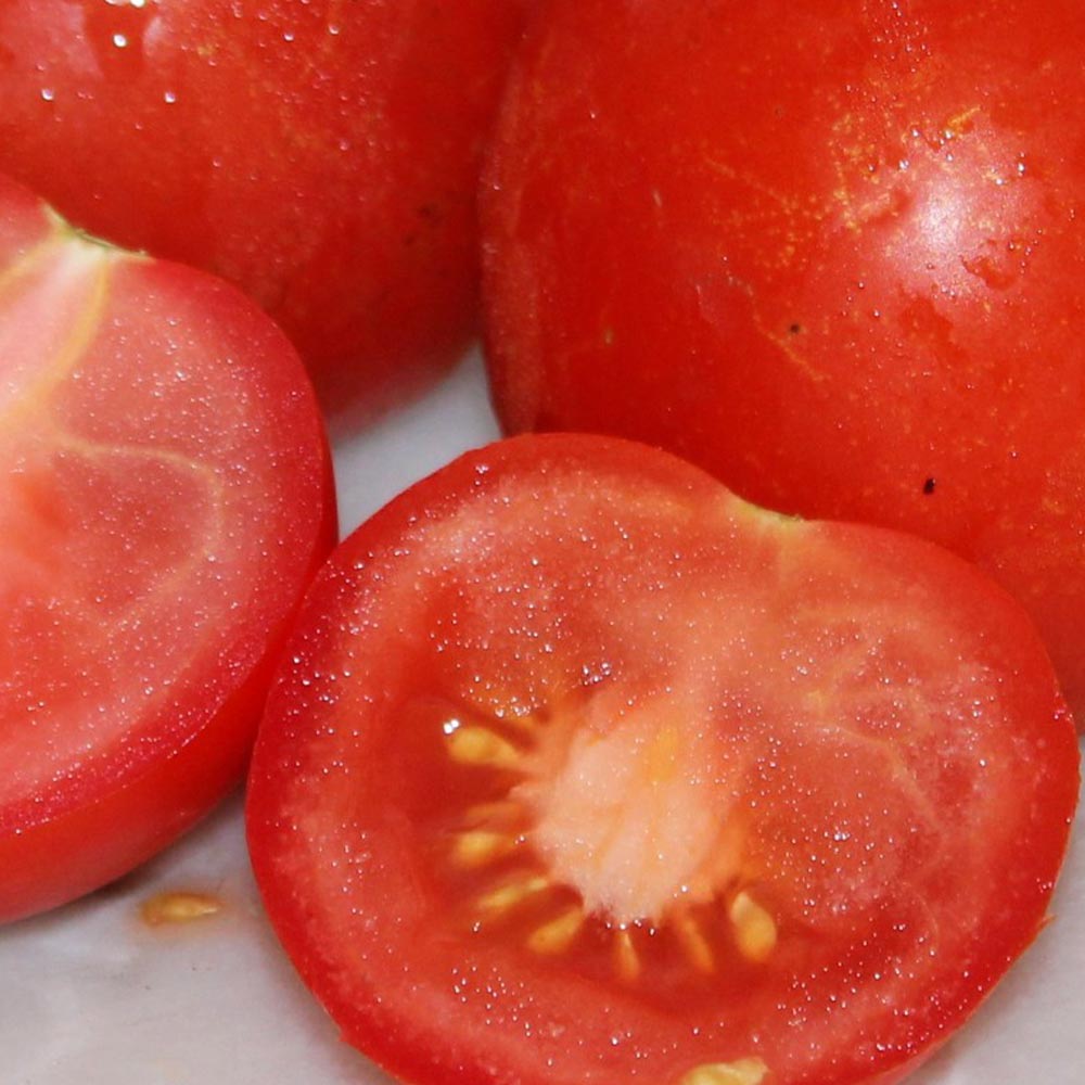 フルーツトマト(中玉)の苗2個~【9cmポット自根苗】