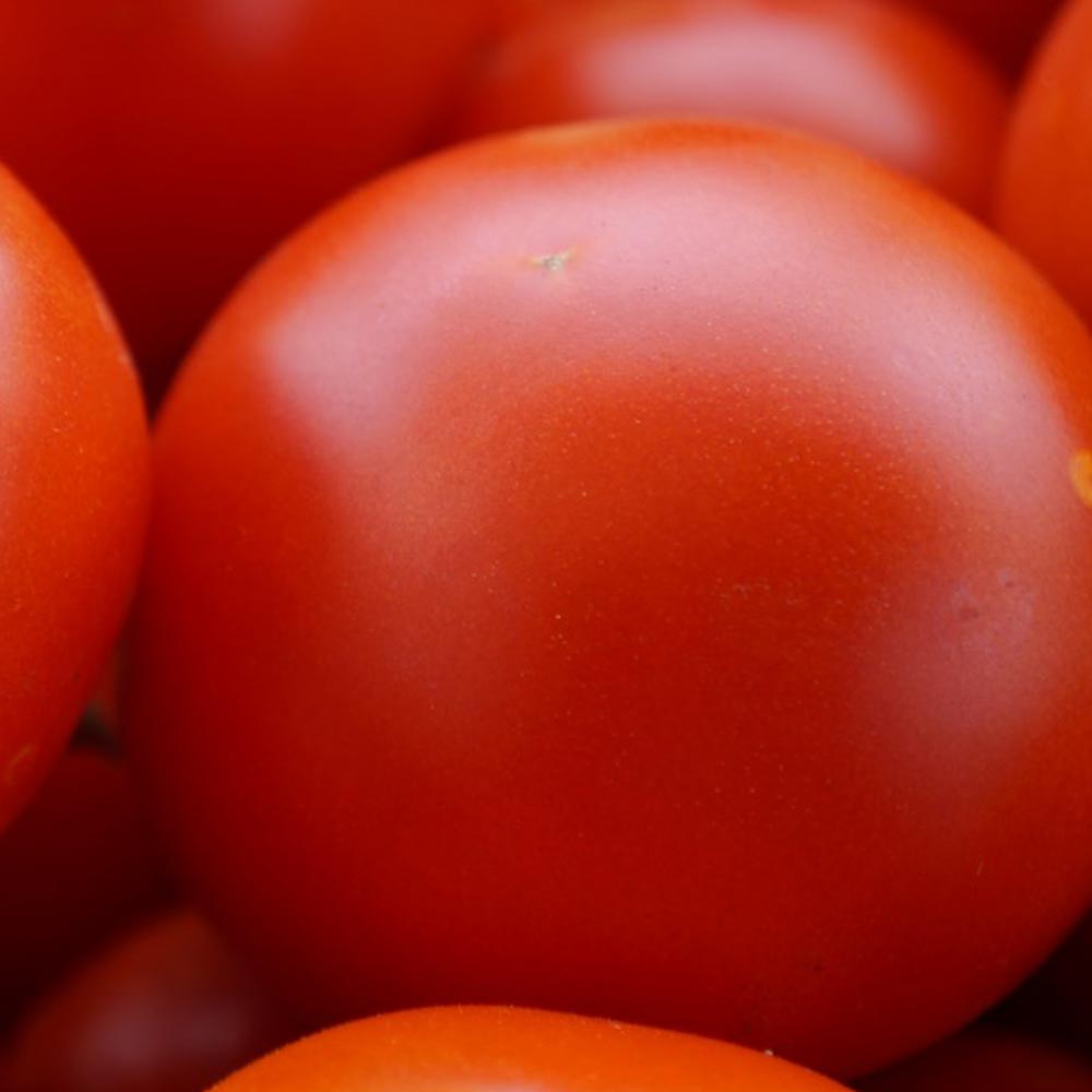 フルーツトマト(中玉)の苗2個~【9cmポット自根苗】